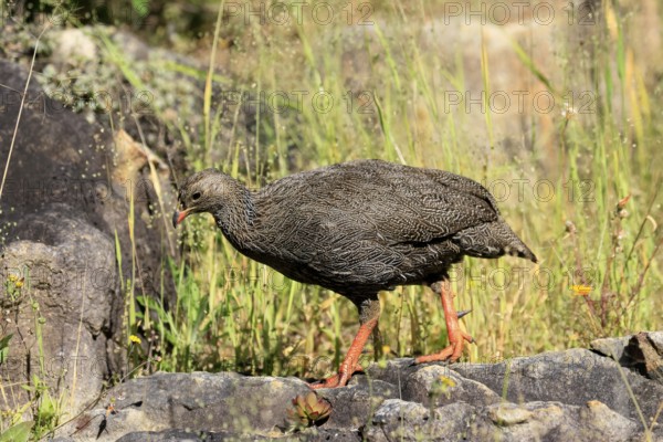 Cape Francolin (Pternistis capensis), adult, running, foraging, Kirstenbosch Botanical Gardens, Cape Town, South Africa