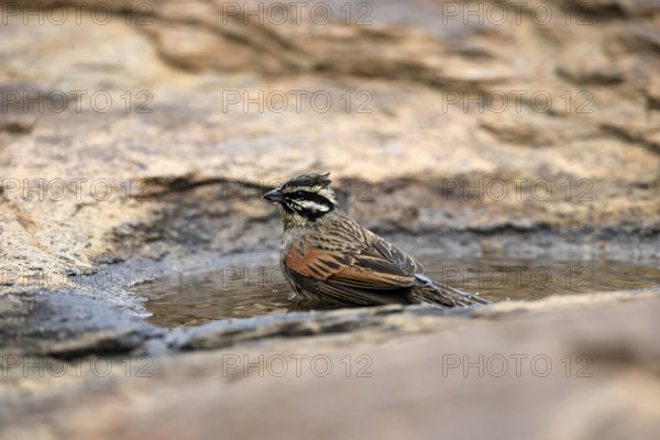 Cape Bunting (Emberiza capensis), adult, at the water, bathing, Mountain Zebra National Park, Eastern Cape, South Africa