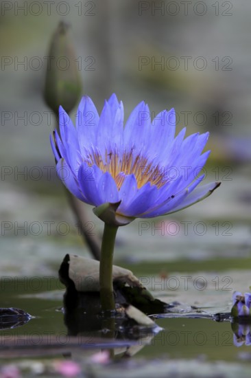 Cape water lily (Nymphea capensis), blooming, flower, blue, aquatic plant, Kruger, Kruger National Park, South Africa