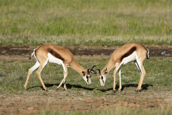 Cape springbok (Antidorcas marsupialis), adult, male, two, fighting, Mountain Zebra National Park, Eastern Cape, South Africa