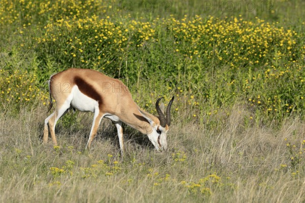 Cape springbok (Antidorcas marsupialis), adult, male, feeding, Mountain Zebra National Park, Eastern Cape, South Africa