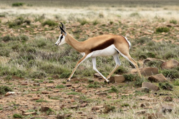Cape springbok (Antidorcas marsupialis), adult, male, running, foraging, Mountain Zebra National Park, Eastern Cape, South Africa
