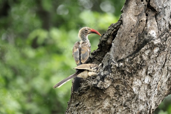 Mopanetoko (Tockus rufirostris), Southern Red-billed Hornbill, adult, pair, on tree, at breeding den, feeding, Kruger, Kruger National Park, South Africa