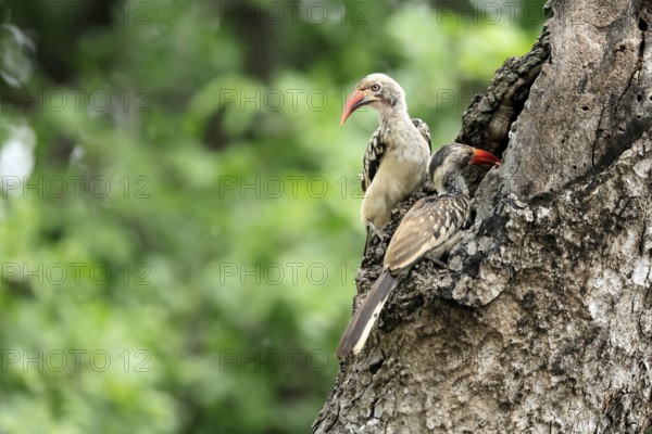 Mopanetoko (Tockus rufirostris), Southern Red-billed Hornbill, adult, pair, on tree, at breeding den, feeding the young, Kruger, Kruger National Park, South Africa
