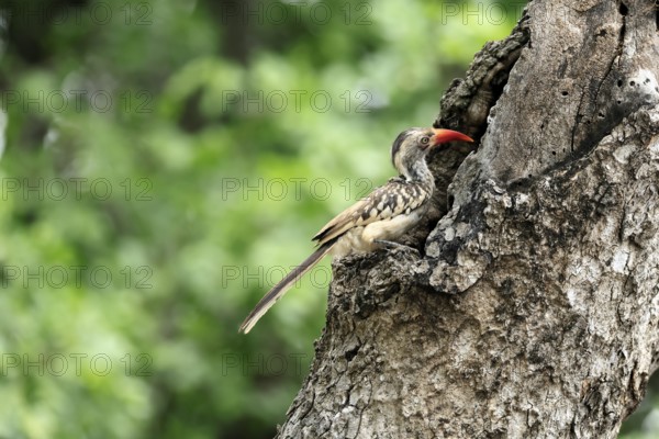 Mopanetoko (Tockus rufirostris), Southern Red-billed Hornbill, adult, on tree, alert, at breeding den, Kruger, Kruger National Park, South Africa