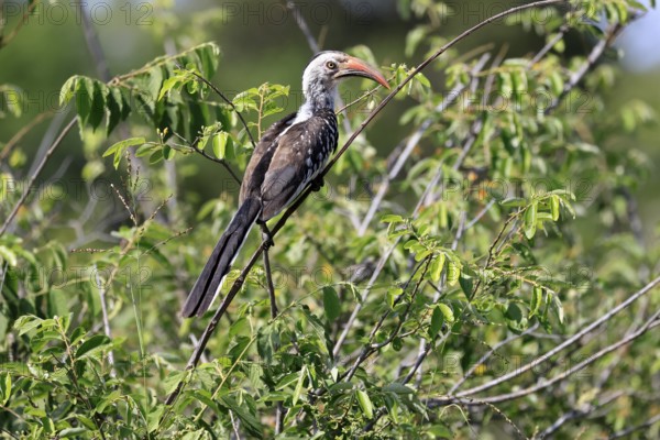 Mopanetoko (Tockus rufirostris), Southern Red-billed Hornbill, adult, on tree, alert, Kruger, Kruger National Park, South Africa