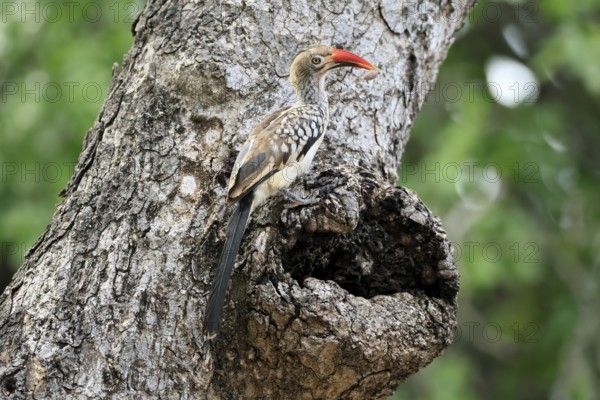 Mopanetoko (Tockus rufirostris), Southern Red-billed Hornbill, adult, on tree, alert, at breeding den, with food, Kruger, Kruger National Park, South Africa