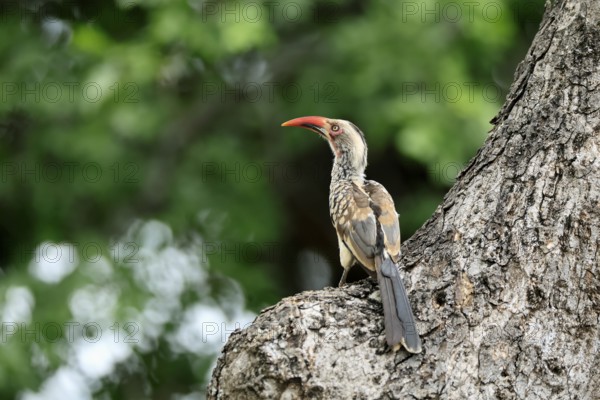 Mopanetoko (Tockus rufirostris), Southern Red-billed Hornbill, adult, on tree, alert, at breeding den, Kruger, Kruger National Park, South Africa