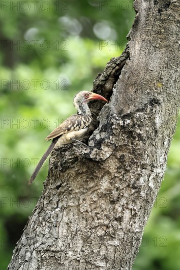 Mopanetoko (Tockus rufirostris), Southern Red-billed Hornbill, adult, on tree, alert, at breeding den, Kruger, Kruger National Park, South Africa