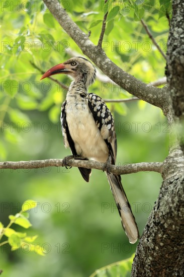 Mopanetoko (Tockus rufirostris), Southern Red-billed Hornbill, adult, on tree, alert, Kruger, Kruger National Park, South Africa