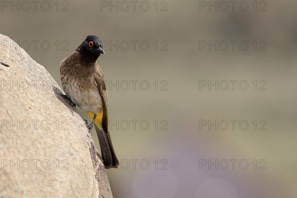 Masked Bulbul (Pycnonotus nigricans), adult, alert, on rocks, Mountain Zebra National Park, South Africa
