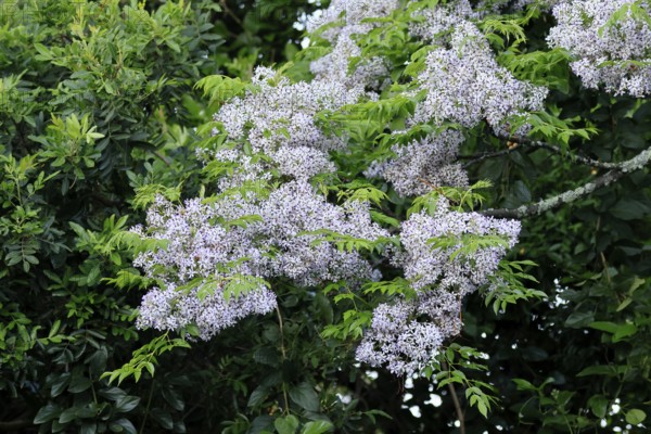 Cedrach tree (Melia azedarach), flower, in bloom, Kirstenbosch Botanical Gardens, Cape Town, South Africa