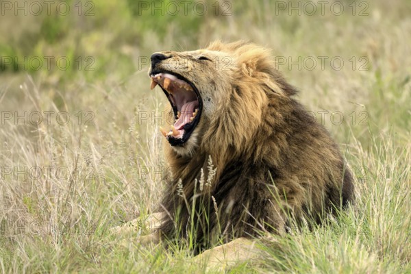 Lion (Panthera leo), male, portrait, yawning, Kruger, Kruger National Park, South Africa