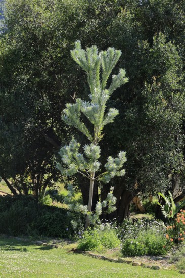 Silver tree (Leucadendron argenteum), flowering, flowers, Kirstenbosch Botanical Gardens, Cape Town, South Africa