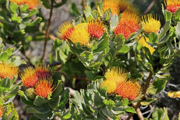 Pincushion protea (Leucospermum oleifolium), flower, in bloom, Kirstenbosch Botanical Gardens, Cape Town, South Africa