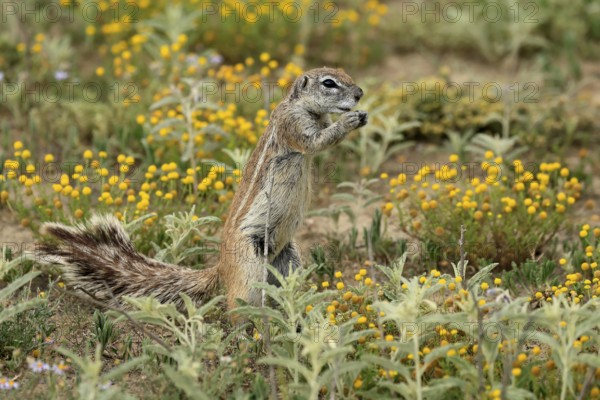 Cape bristle-thighed squirrel (Xerus inauris), adult, standing upright, feeding, flower meadow, Mountain Zebra National Park, Eastern Cape, South Africa