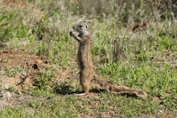 Cape bristle-thighed squirrel (Xerus inauris), adult, alert, standing upright, feeding, Mountain Zebra National Park, Eastern Cape, South Africa