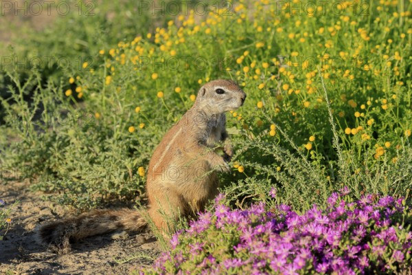 Cape bristle-necked squirrel (Xerus inauris), adult, alert, standing upright, foraging, flower meadow, Mountain Zebra National Park, Eastern Cape, South Africa