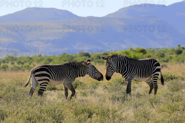 Cape Mountain Zebra (Equus zebra zebra), adult, two, social behaviour, Mountain Zebra National Park, Eastern Cape, South Africa