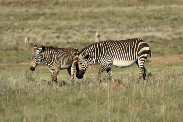 Cape Mountain Zebra (Equus zebra zebra), adult, female, mother, young, foraging, Mountain Zebra National Park, Eastern Cape, South Africa
