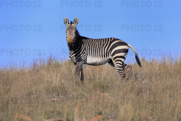 Cape Mountain Zebra (Equus zebra zebra), adult, foraging, Mountain Zebra National Park, Eastern Cape, South Africa