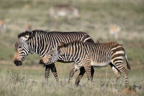 Cape Mountain Zebra (Equus zebra zebra), adult, female, mother, juvenile, social behaviour, Mountain Zebra National Park, Eastern Cape, South Africa