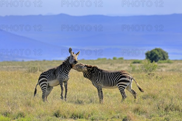 Cape Mountain Zebra (Equus zebra zebra), adult, two, fighting, social behaviour, Mountain Zebra National Park, Eastern Cape, South Africa