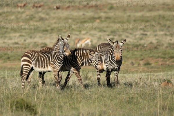 Cape Mountain Zebra (Equus zebra zebra), adult, three, group, social behaviour, foraging, Mountain Zebra National Park, Eastern Cape, South Africa