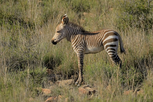 Cape Mountain Zebra (Equus zebra zebra), young animal, foraging, Mountain Zebra National Park, Eastern Cape, South Africa