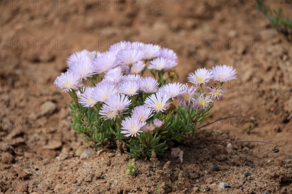 Lampranthus multiradiatus, midday flower, flowering, Karoo Desert Botanic Garden, Worcester, Western Cape, South Africa