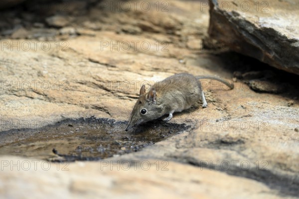 Short-eared elephant shrew (Macroscelides probosideus), adult, at the water, drinking, Mountain Zebra National Park, Eastern Cape, South Africa