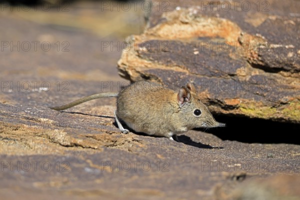 Short-eared elephant shrew (Macroscelides probosideus), adult, foraging, Mountain Zebra National Park, Eastern Cape, South Africa