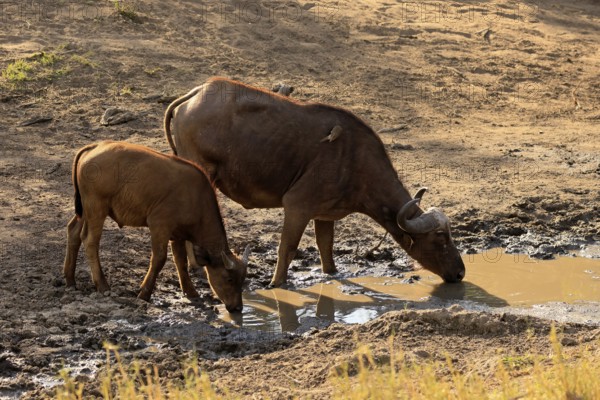 Cape buffalo (Syncerus caffer), adult, female, juvenile, drinking, water, Kruger, Kruger National Park, South Africa