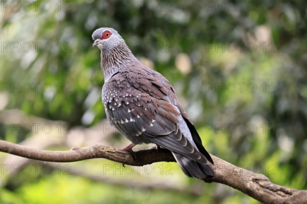 Guinea Pigeon (Columba guinea), Streak-necked Pigeon, adult, on tree, Cape Town, South Africa