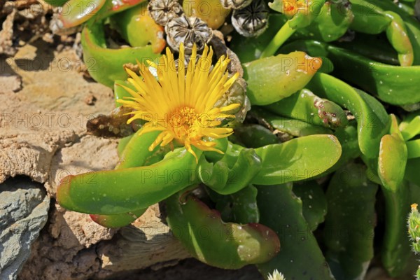 Tongue-leaf plant, succulent species, flower, flowering, yellow, Karoo Botanic Gardens, Worcester, Western Cape, South Africa