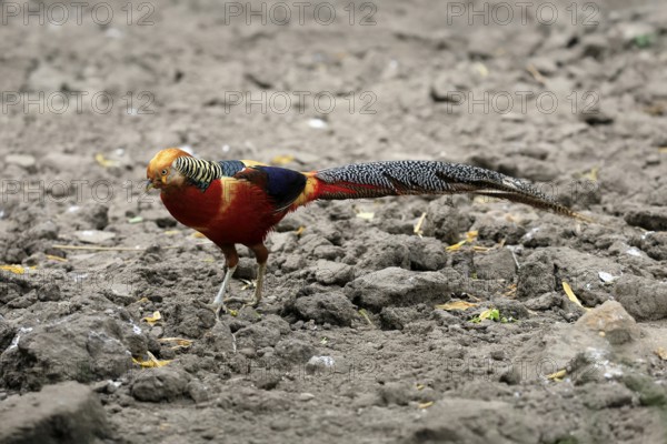 Golden Pheasant (Chrysolophus pictus), adult, male, captive, China