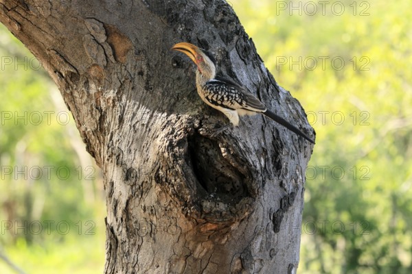 Southern Yellow-billed Hornbill (Tockus leucomelas), Red-ringed Hornbill, adult, male, at breeding den, alert, Kruger, Kruger National Park, South Africa