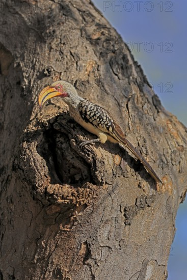 Southern Yellow-billed Hornbill (Tockus leucomelas), Red-ringed Hornbill, adult, male, at breeding den, alert, Kruger, Kruger National Park, South Africa