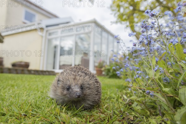 European hedgehog (Erinaceus europaeus) adult animal on an urban garden grass lawn with a house in the background in springtime, England, United Kingdom