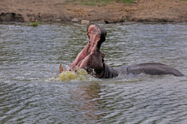 Hippopotamus (Hippopatamus amphibius), adult, in water, yawning, threatening, Kruger, Kruger National Park, South Africa