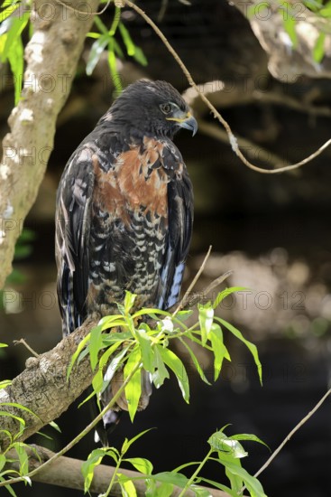 Rock Buzzard (Buteo rufofuscus), Jackal Buzzard, adult, on tree, perch, South Africa
