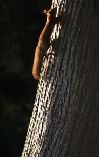 Squirrel (Sciurus vulgaris), summer, Germany