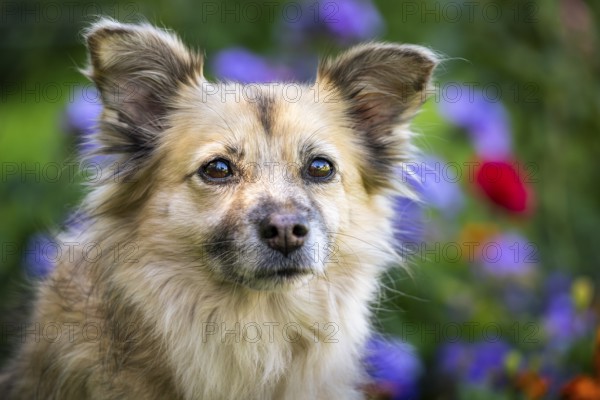 Light brown mixed-breed dog, medium-length coat, portrait, in the garden. Older dog, white muzzle. Germany