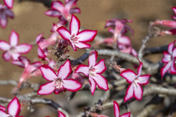 Multiflorous desert rose (Adenium multiflorum) also known as Sabi star, many pinkish white flowers, Kruger National Park, South Africa