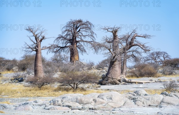 African baobab or baobab tree (Adansonia digitata), several trees, Kubu Island (Lekubu), Sowa Pan, Makgadikgadi salt pans, Botswana
