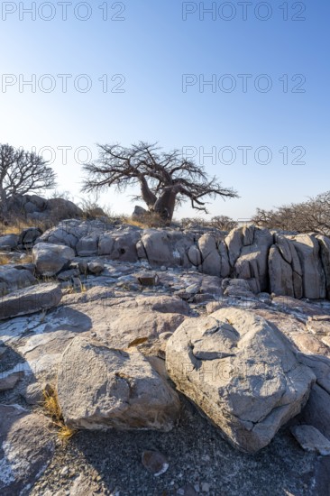 African baobab or baobab tree (Adansonia digitata), between round rocks, Kubu Island (Lekubu), Sowa Pan, Makgadikgadi salt pans, Botswana
