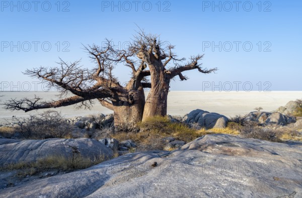 African baobab or baobab tree (Adansonia digitata), overlooking the salt pan, Kubu Island (Lekubu), Sowa Pan, Makgadikgadi Salt Pans, Botswana