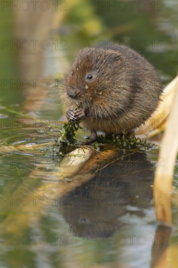 Water vole (Arvicola amphibius) adult rodent animal feeding on pond weed in a reedbed in summer, Suffolk, England, United Kingdom