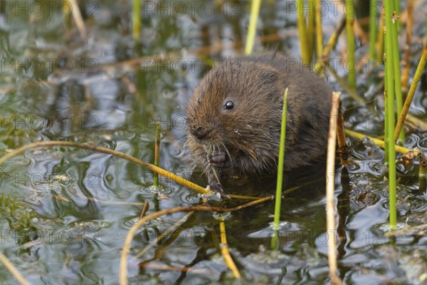 Water vole (Arvicola amphibius) adult rodent animal feeding on pond weed in a reedbed in summer, Suffolk, England, United Kingdom