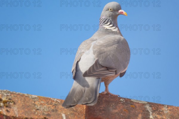A wood pigeon (Columba palumbus) sitting on the roof ridge of a house, animal photo, bird, bird species, nature photo, wildlife, fauna, Neustadt am Rübenberge, Hanover Region, Lower Saxony, Germany